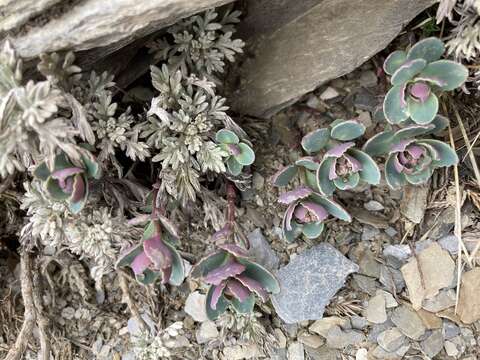 Sivun Phedimus subcapitatus (Hayata) S. S. Ying kuva