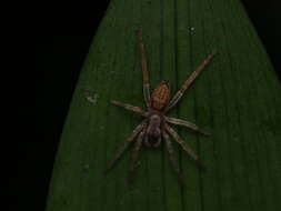 Image of Clubiona peculiaris L. Koch 1873