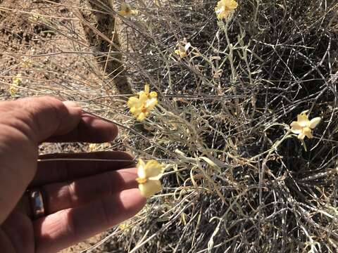 Image of Cooper's paper daisy