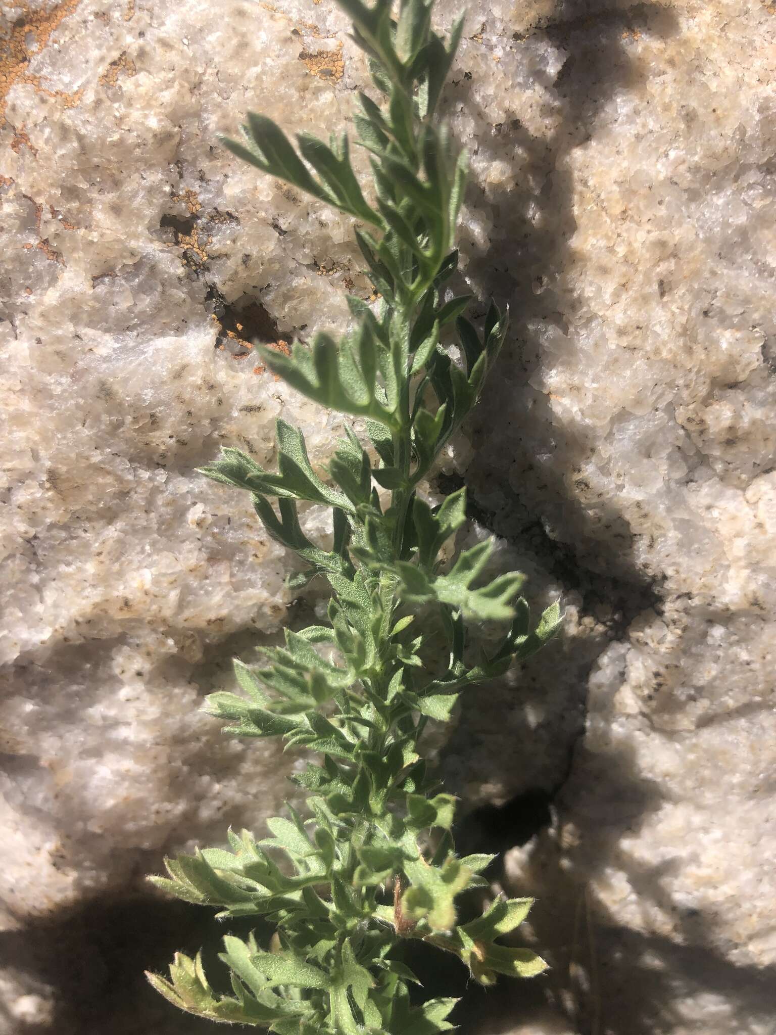 Слика од Schistostephium crataegifolium (DC.) Fenzl ex Harv. & Sond.