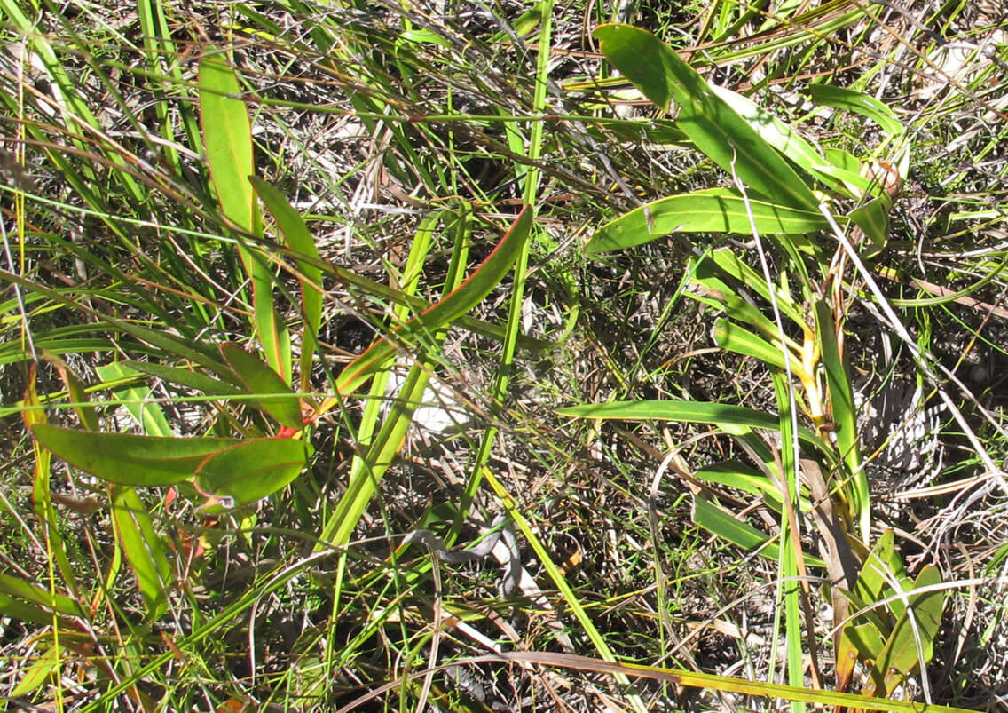 Image of Protea tenax (Salisb.) R. Br.