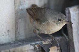 Image of Troglodytes aedon chilensis Lesson & R 1830