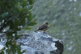 Image of Cape Siskin