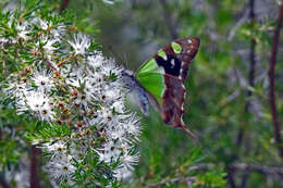 Слика од Graphium macleayanus (Leach 1814)