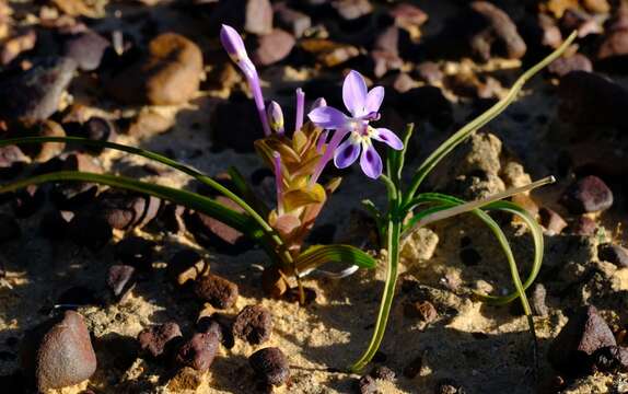 Image of Lapeirousia pyramidalis subsp. regalis Goldblatt & J. C. Manning