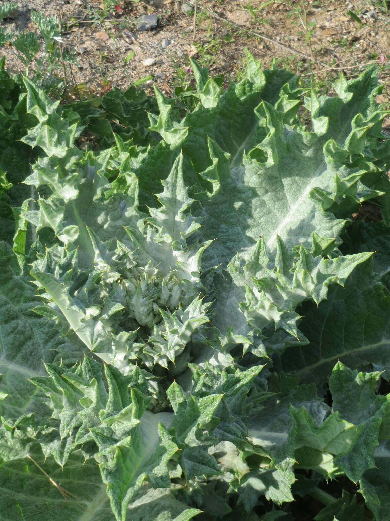 Image of Cotton Thistle