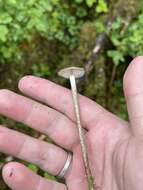 Image of Hypholoma myosotis (Fr.) M. Lange 1955