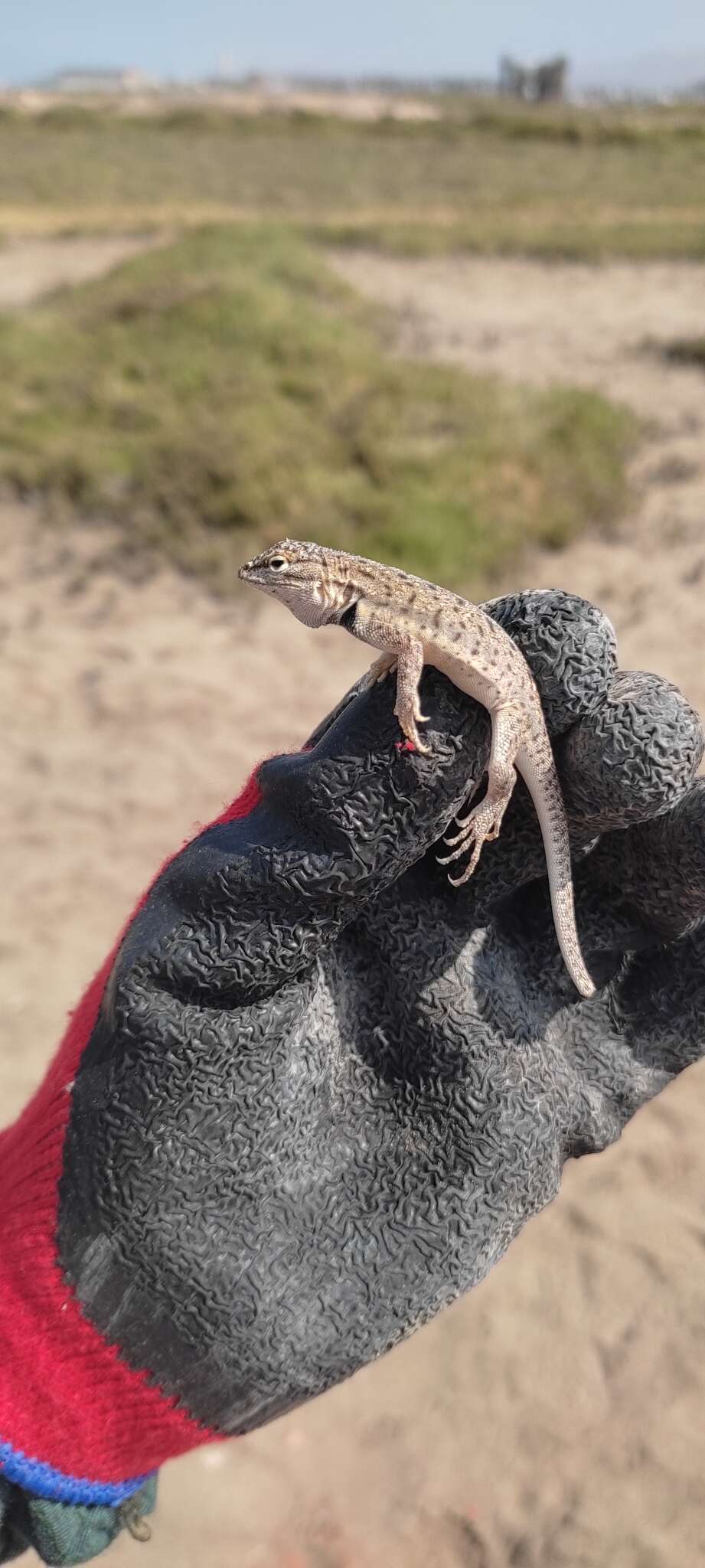 Image of Tschudi's Pacific Iguana