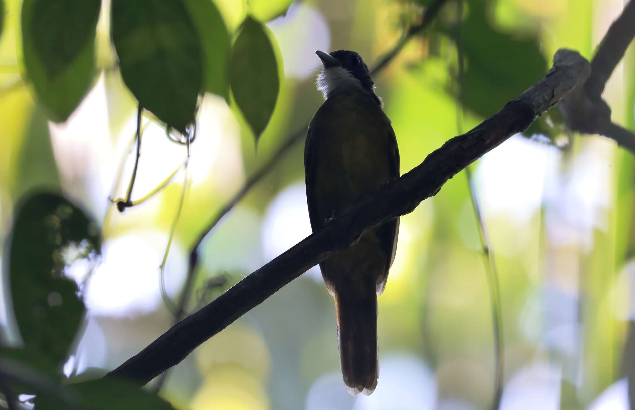 Criniger calurus (Cassin 1856)的圖片