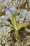 Image of Pinguicula caussensis (Casper) Roccia