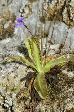 Image of Pinguicula caussensis (Casper) Roccia