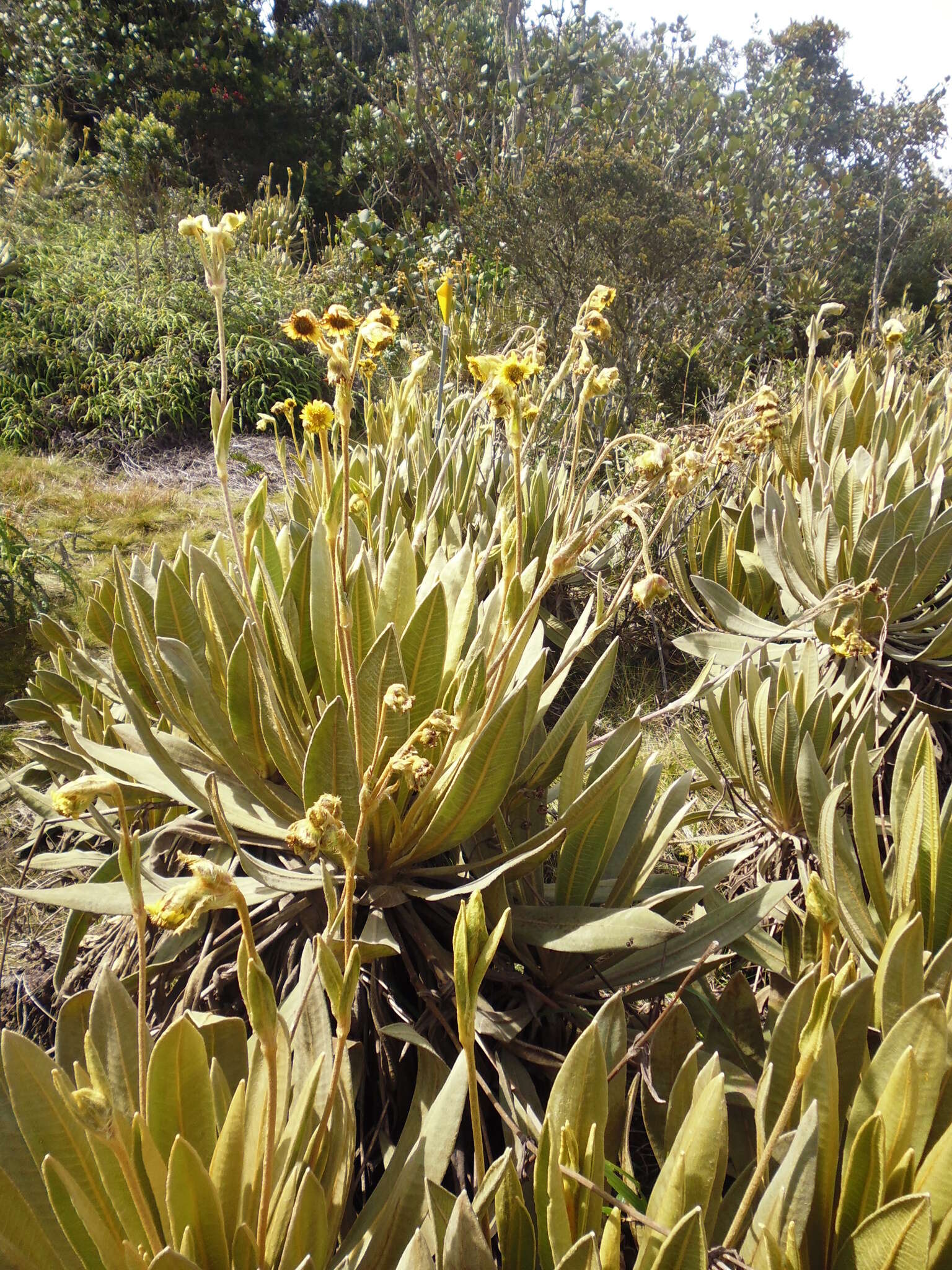 Image de Espeletia occidentalis A. C. Smith