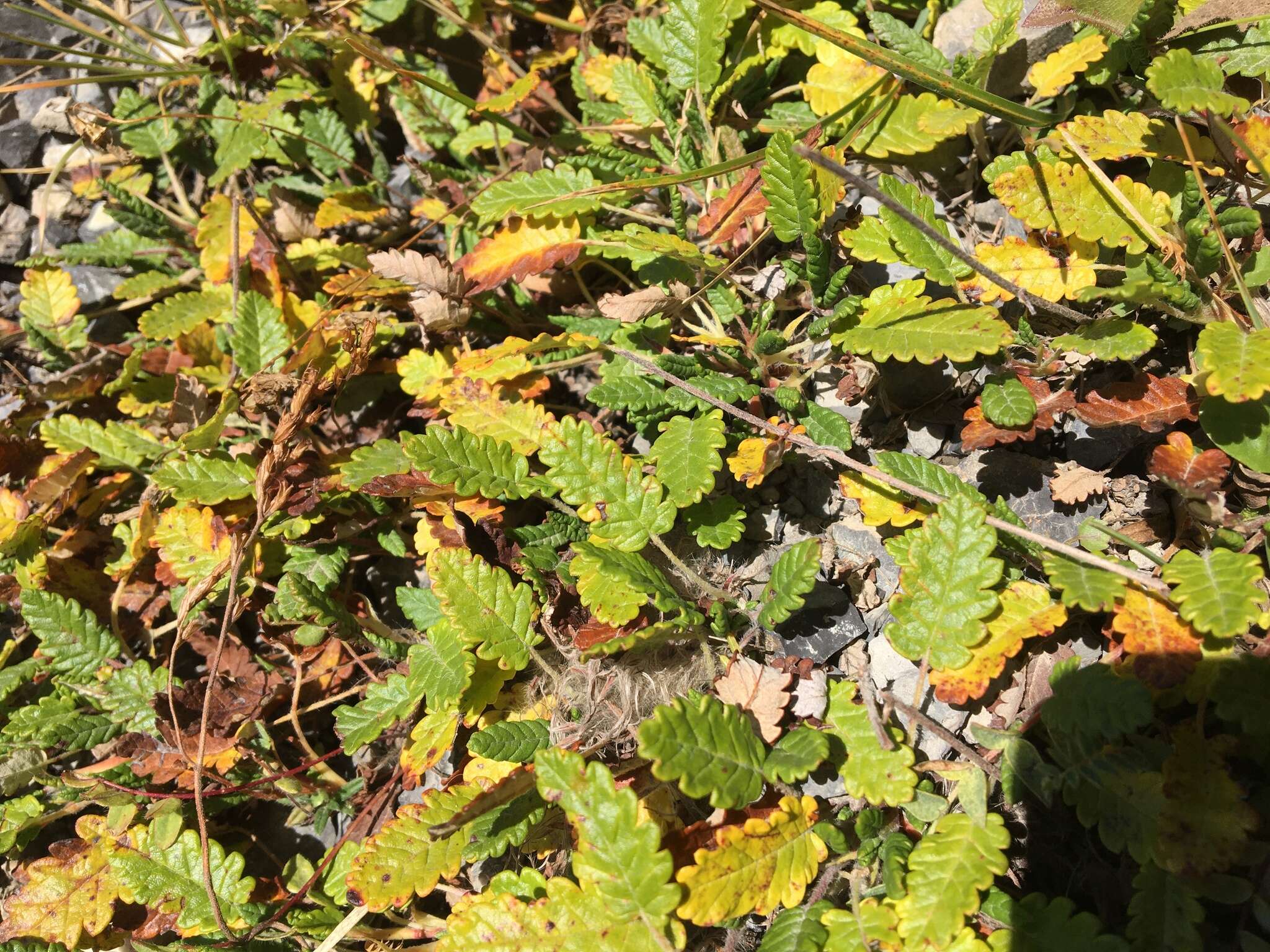 Image of eightpetal mountain-avens