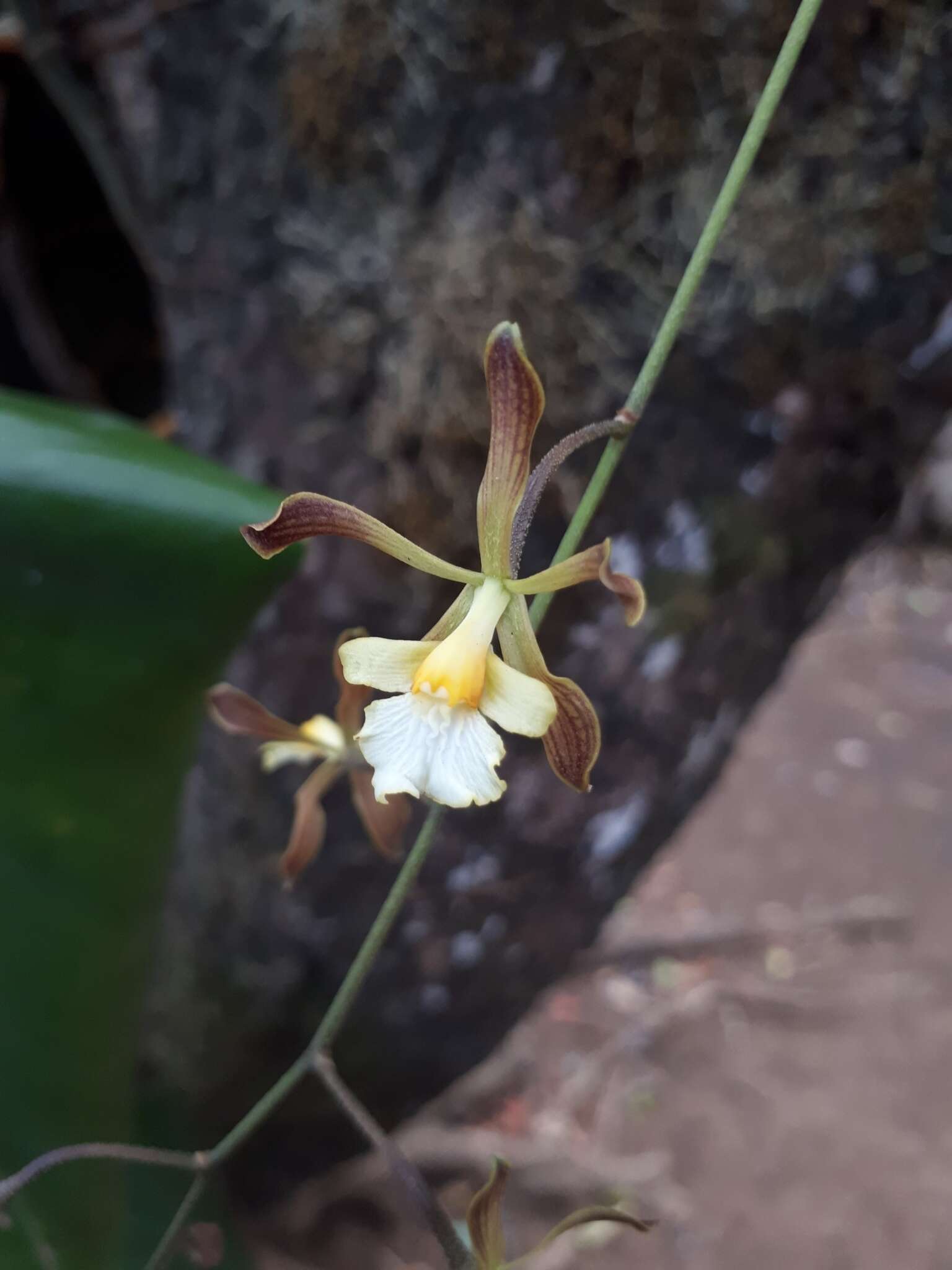 Plancia ëd Encyclia adenocarpa (Lex.) Schltr.