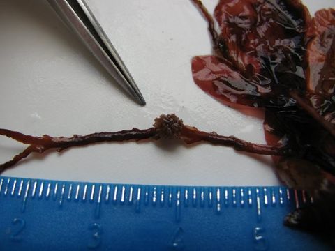 Image of <i>Phycodrys isabelliae</i>