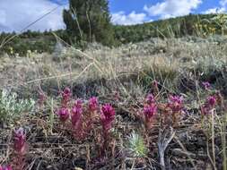 Image of Shasta owl's-clover