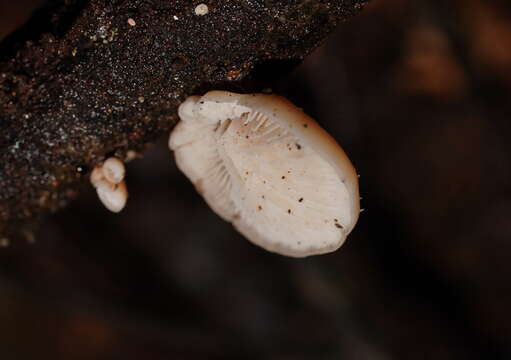 Image de Lentinellus pulvinulus (Berk.) Pegler 1965