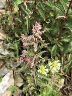 Image of Urtica angustifolia Fisch. ex Hornem.