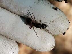 Image of ferruginous carpenter ant