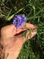 Image of bluehead gilia