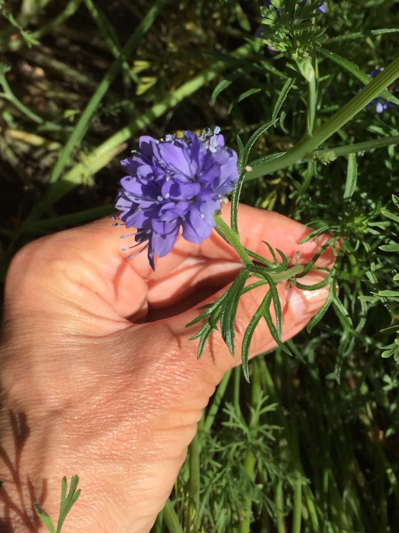 Image of bluehead gilia