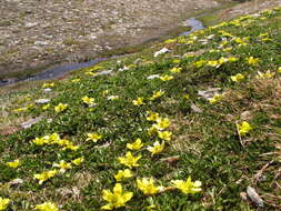 Image de Ranunculus pachyrrhizus Hook. fil.