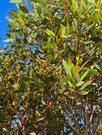 Image of Eucalyptus angulosa Schauer