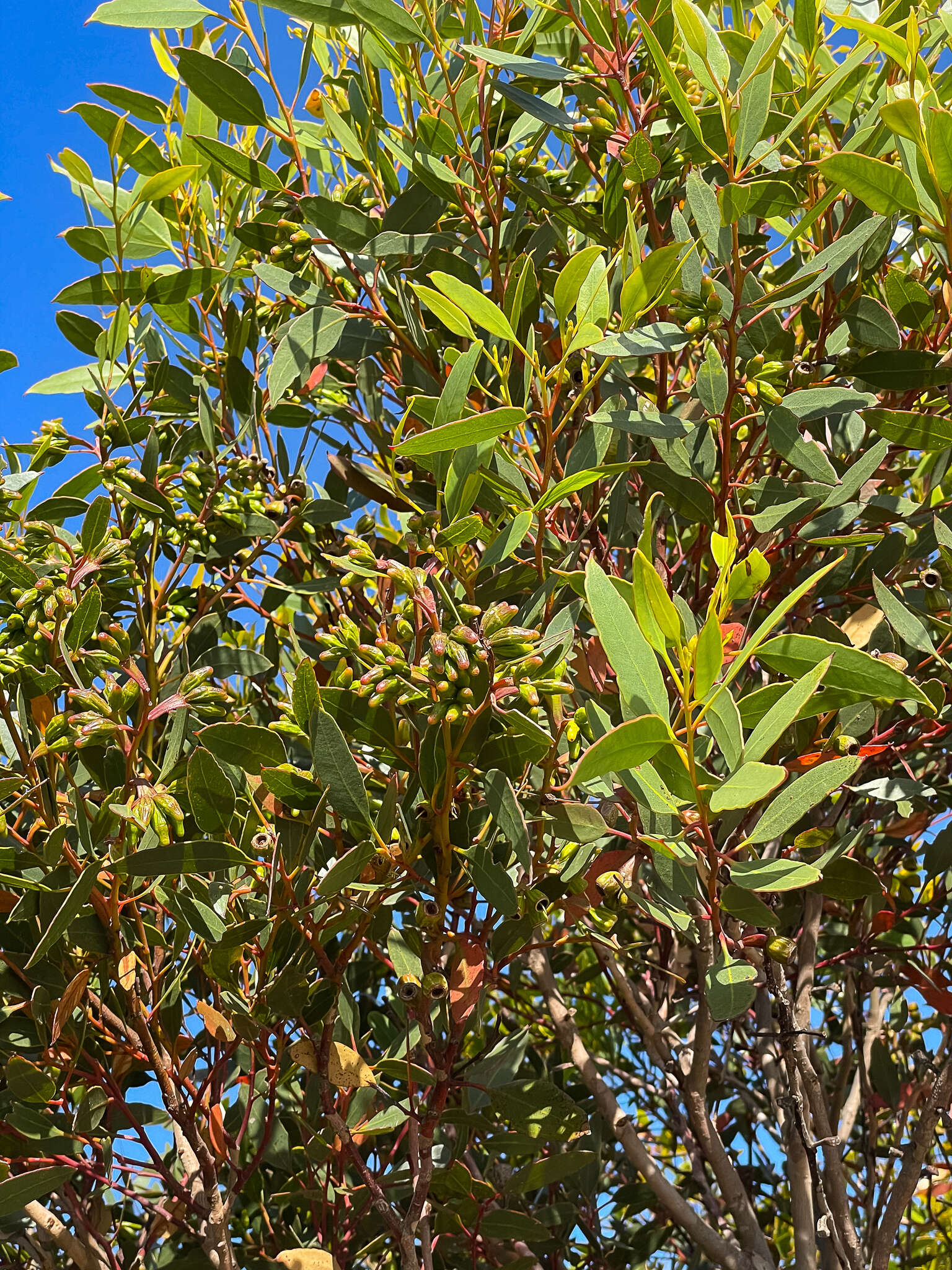 Image of Eucalyptus angulosa Schauer