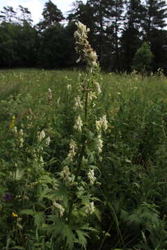 Imagem de Aconitum orientale Mill.