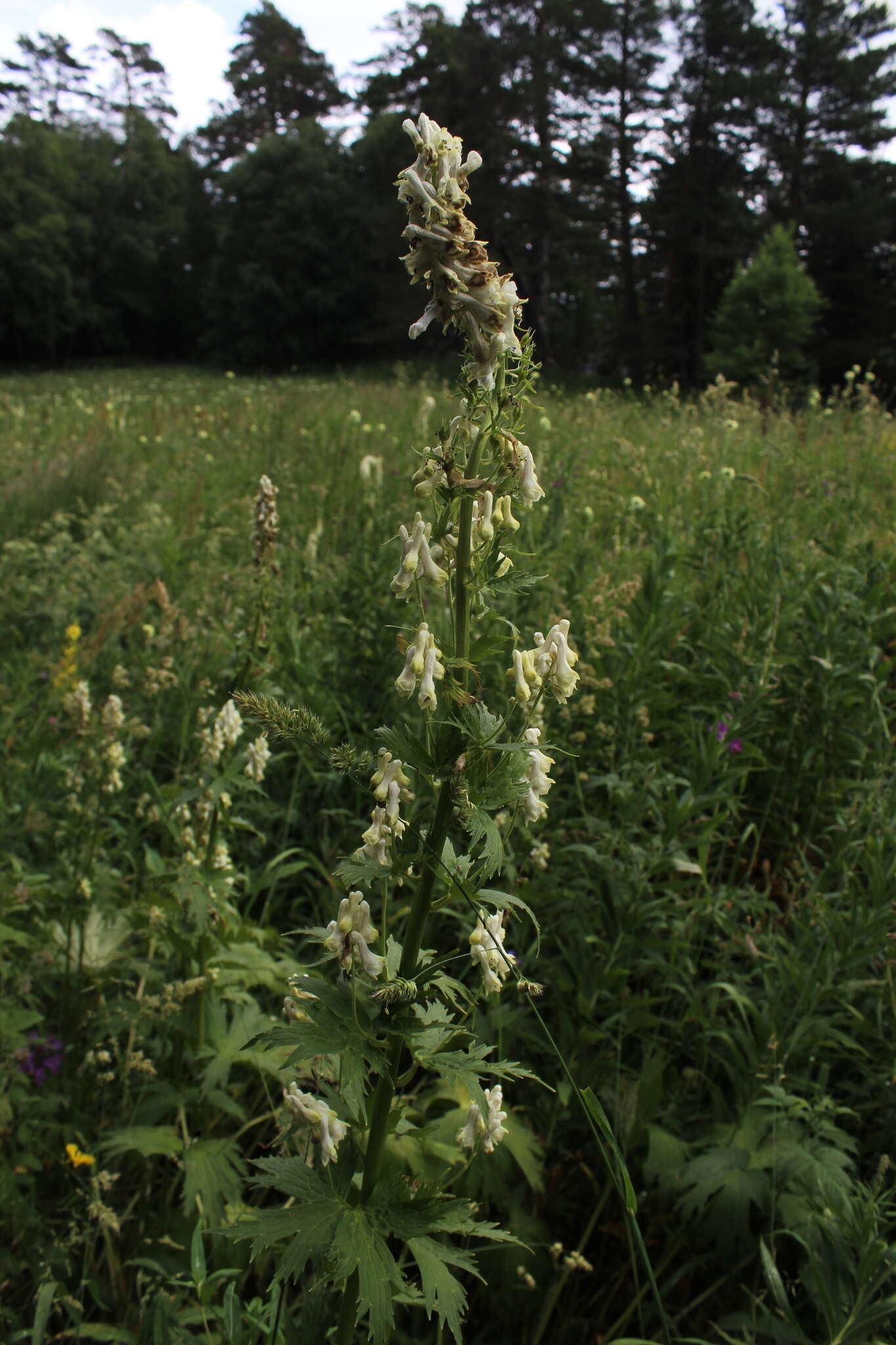 Aconitum orientale Mill.的圖片