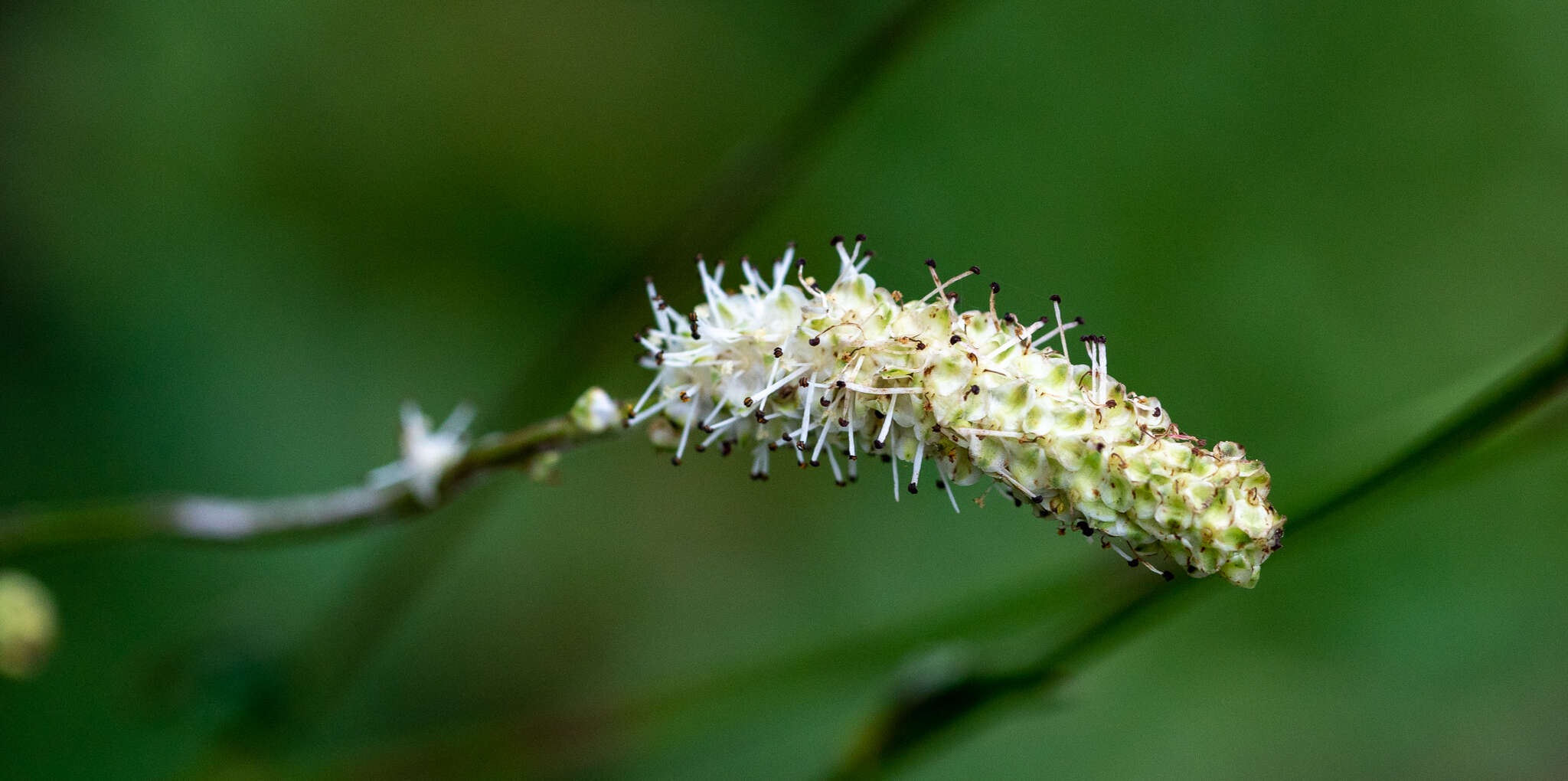 Image of Poterium tenuifolium (Fischer ex Link) Franch. & Savatier