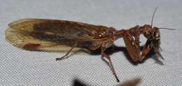 Image of Theristria discolor (Westwood 1852)