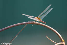 Image of Coastal Glider