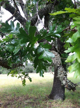 Image of valley oak