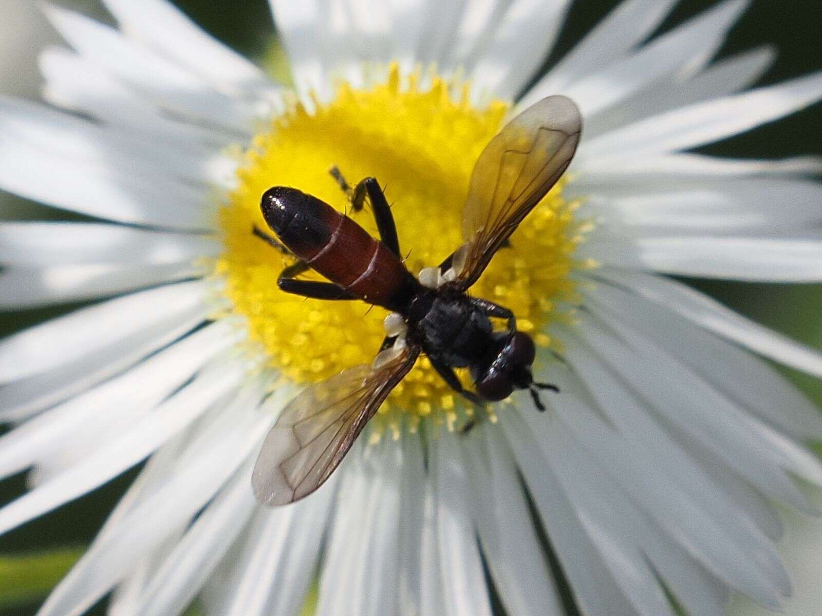 Image of Cylindromyia pusilla (Meigen 1824)