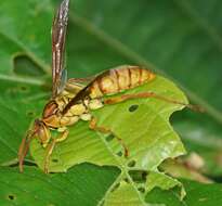 Image of Polistes japonicus de Saussure 1858