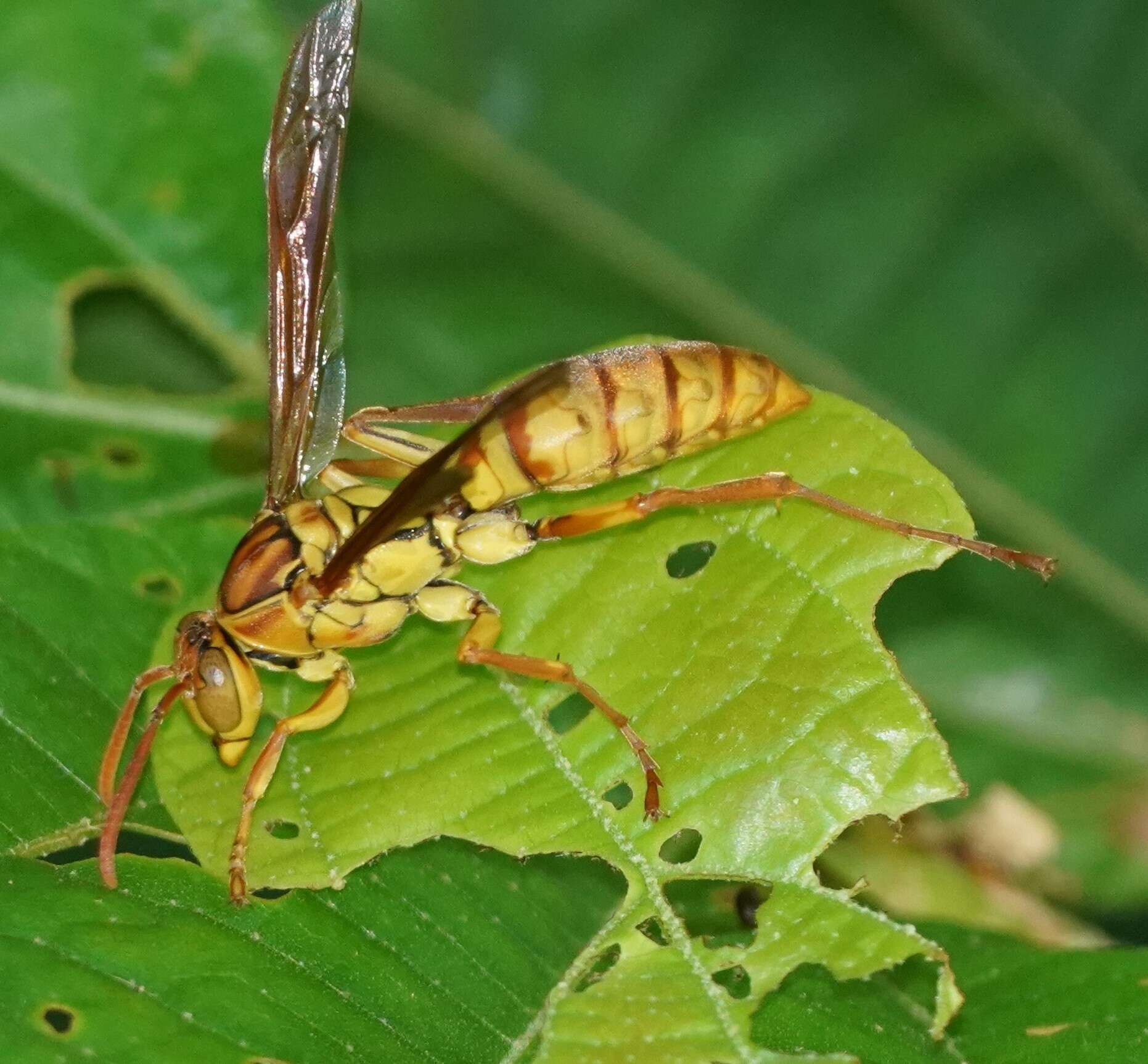 Image of Polistes japonicus de Saussure 1858