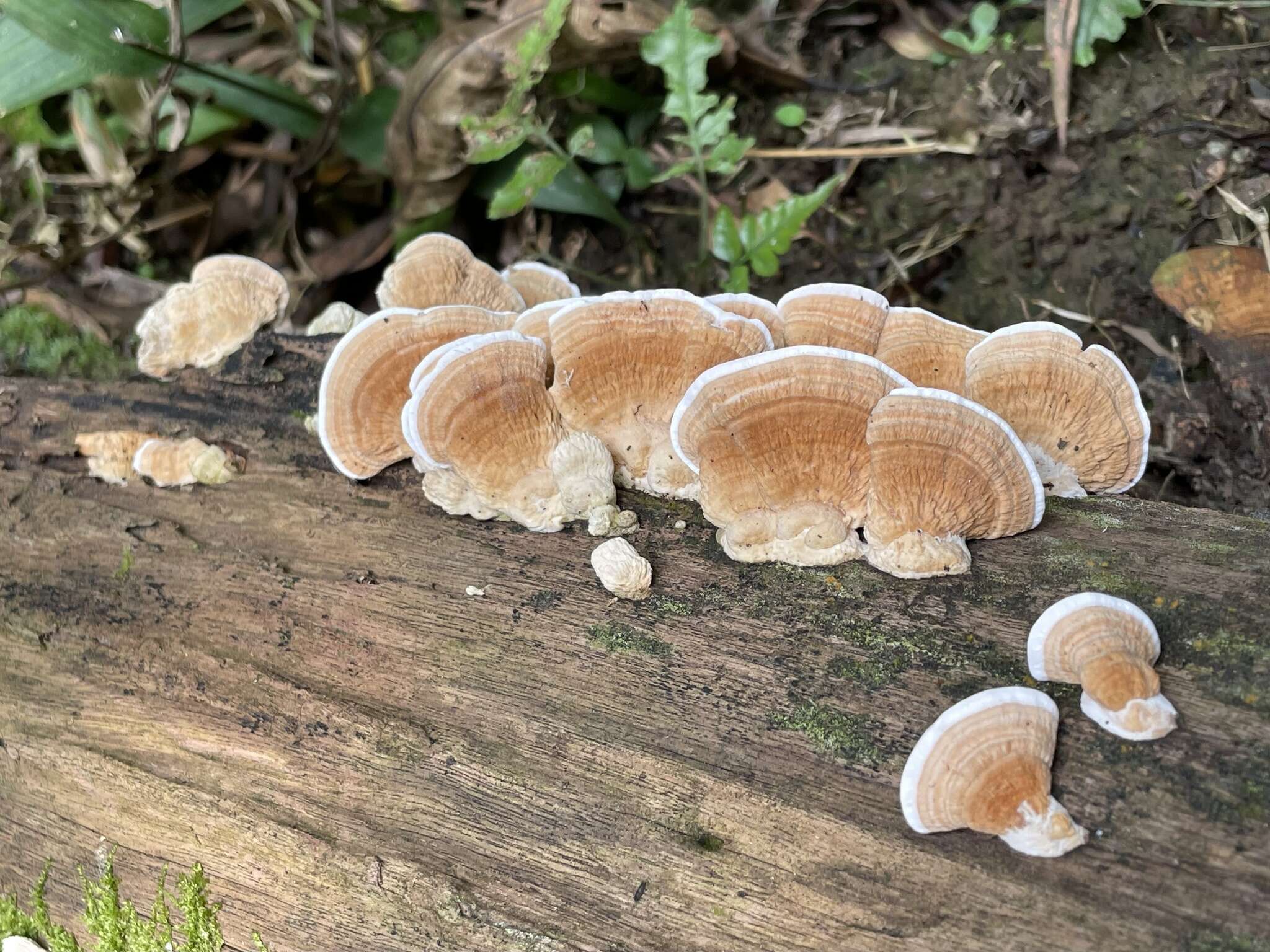 Image of Trametes orientalis (Yasuda) Imazeki 1943