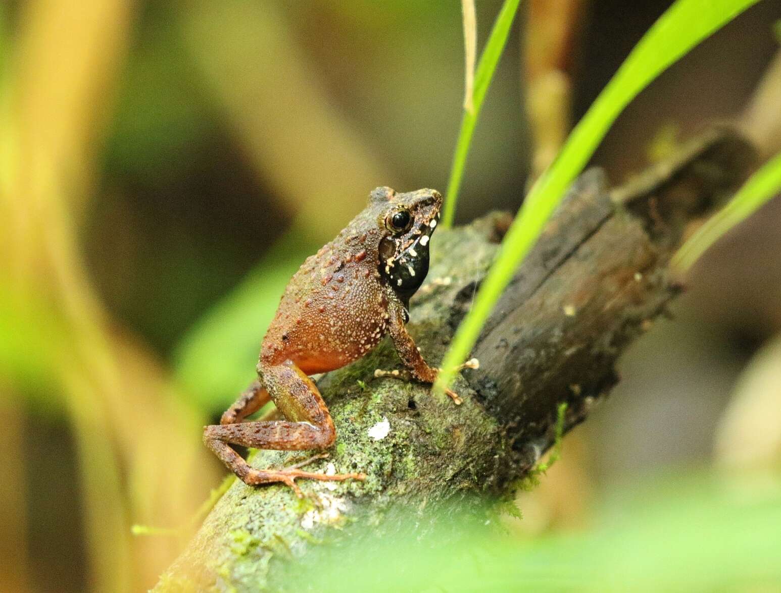 Image of Boulenger's Madagascar Frog