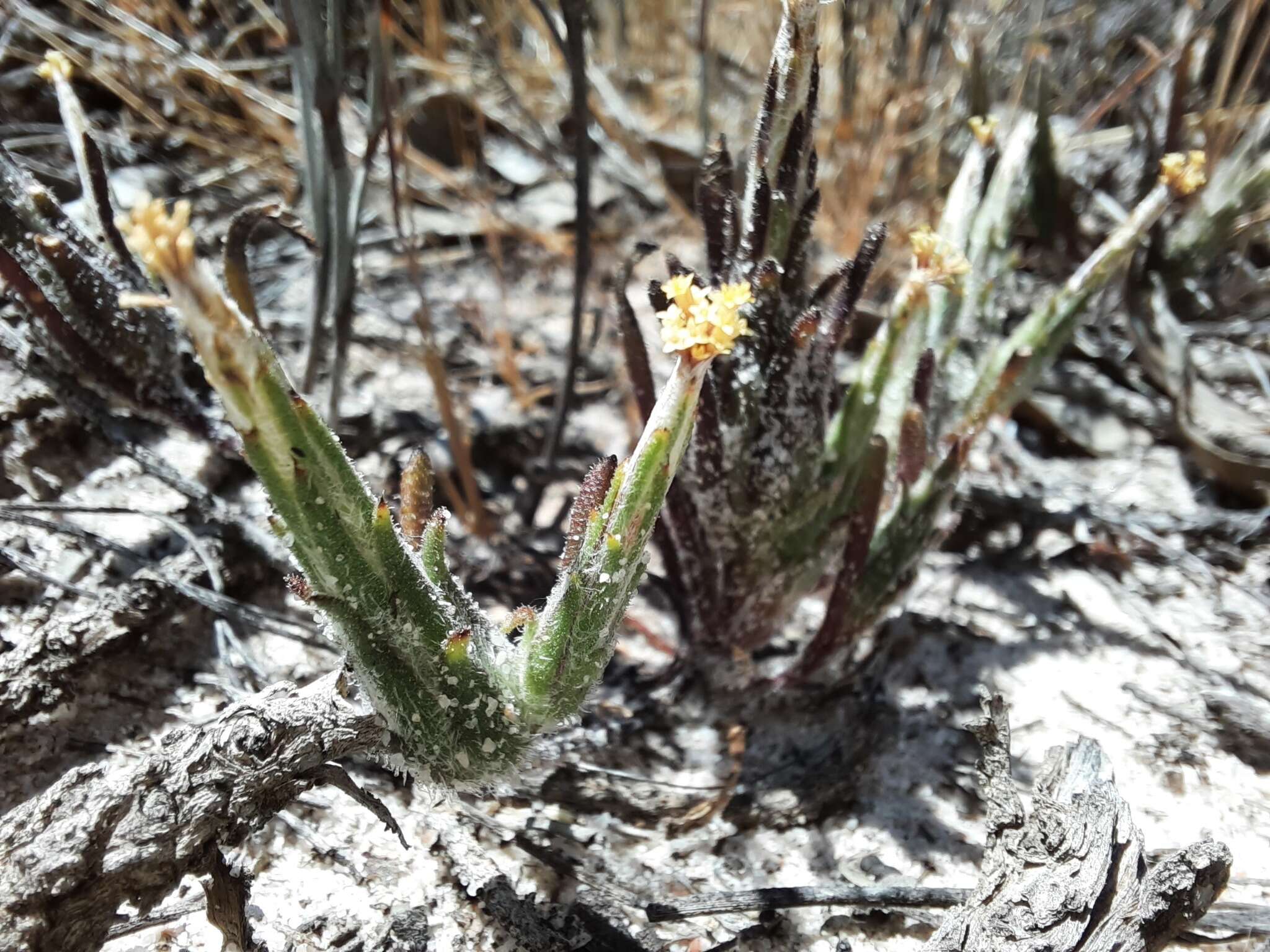 Image of Podotheca angustifolia (Labill.) Less.