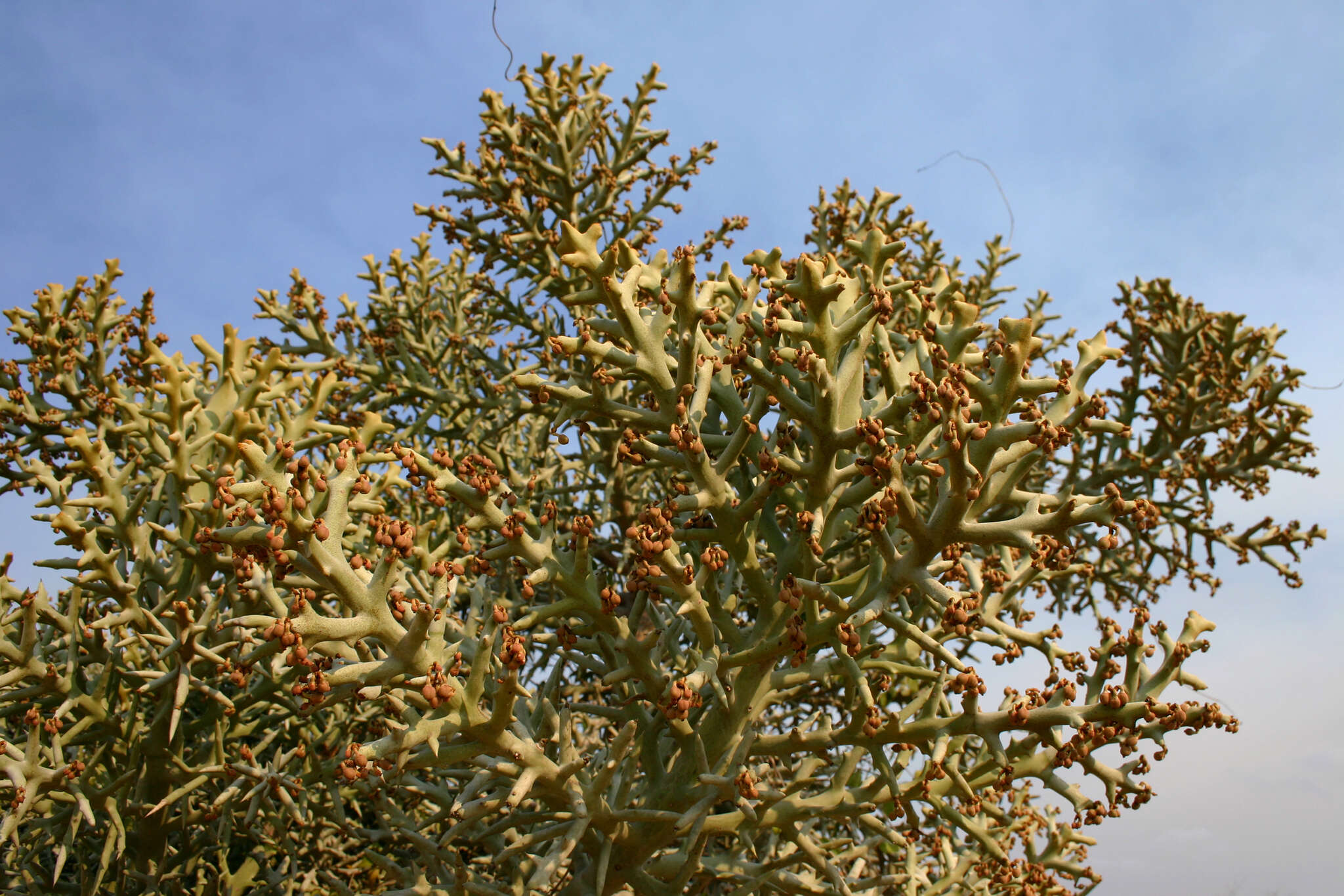 Sivun Euphorbia stenoclada Baill. kuva