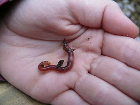 Image of Earthworm