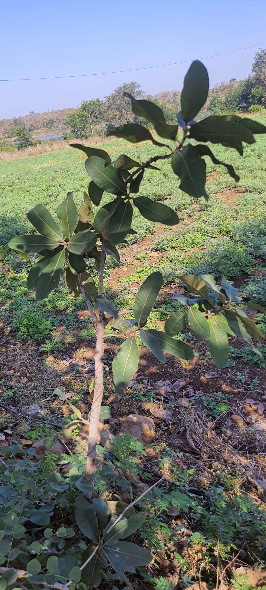 صورة Buchanania cochinchinensis (Lour.) Almeida