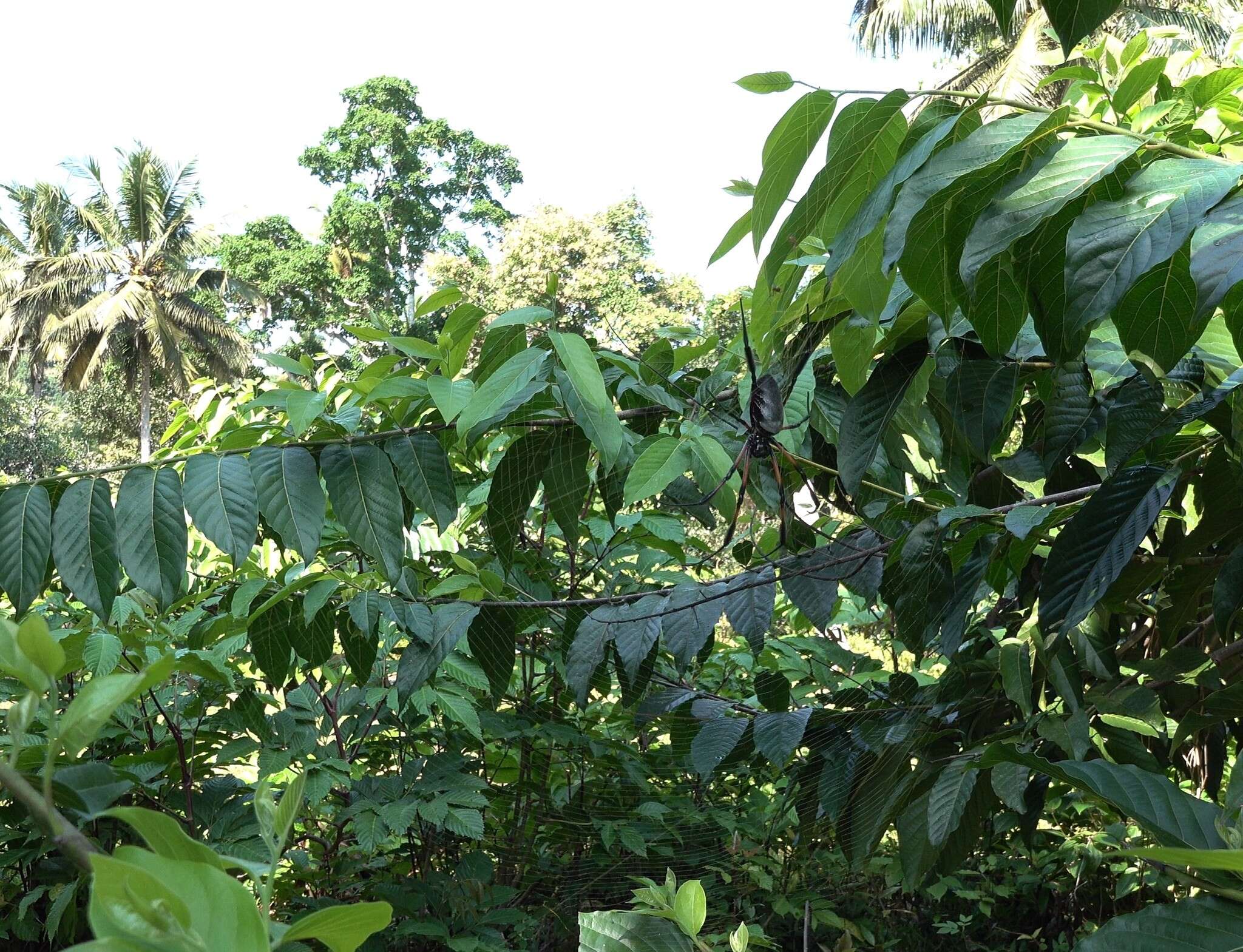 Imagem de Nephila comorana Strand 1916