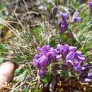 Image of Oxytropis tschujae Bunge