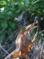 Image of Garden spider