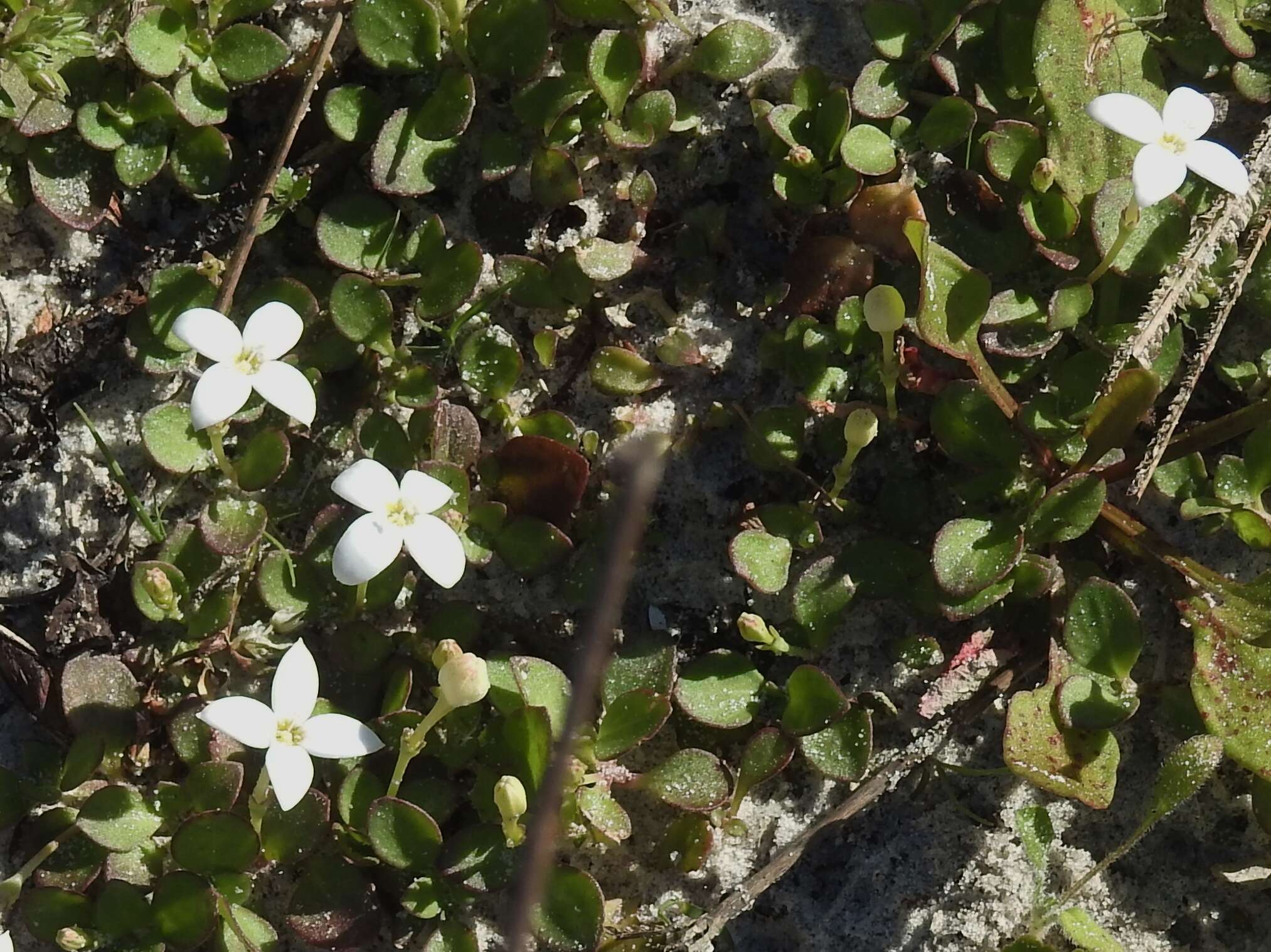 Image of roundleaf bluet