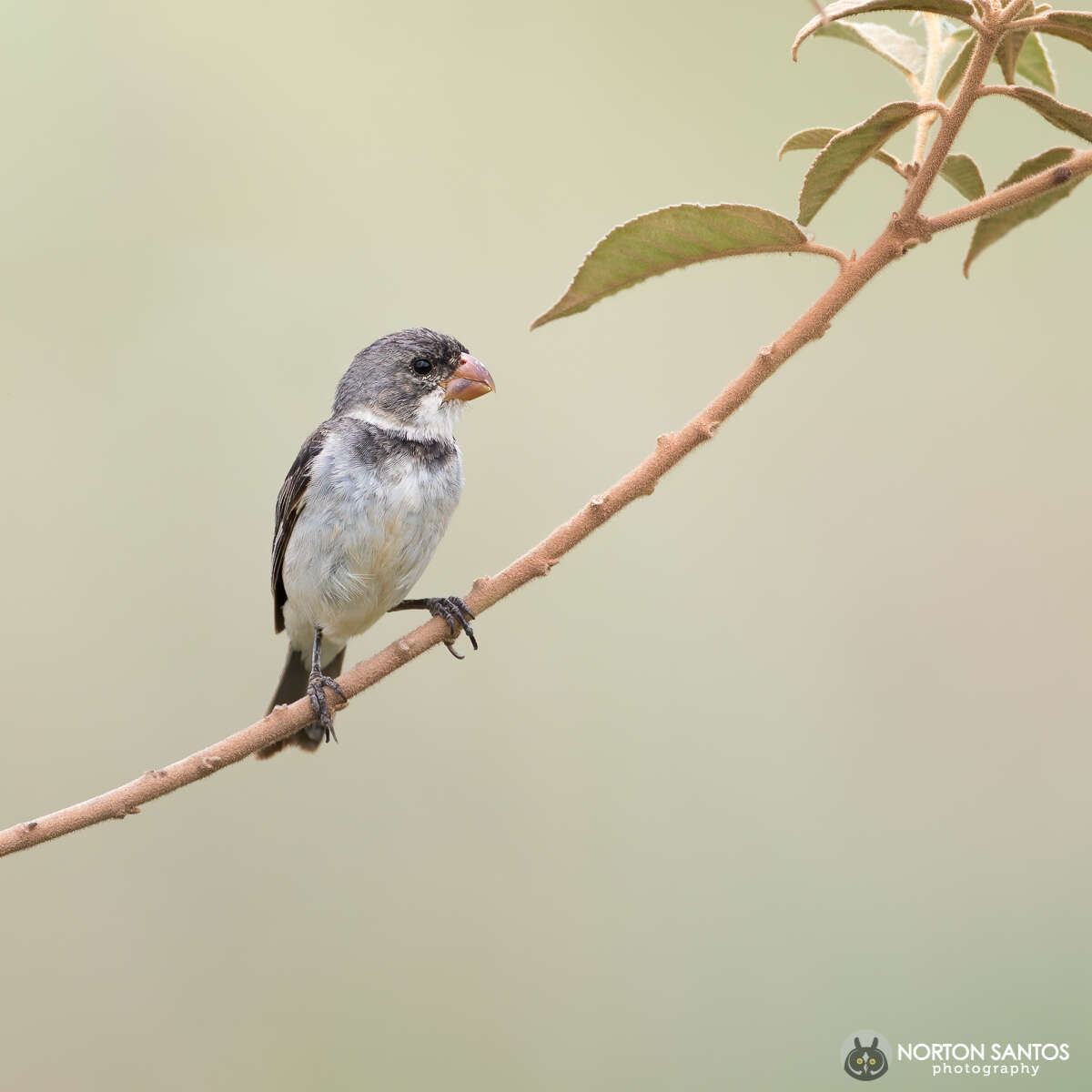 Image of White-throated Seedeater