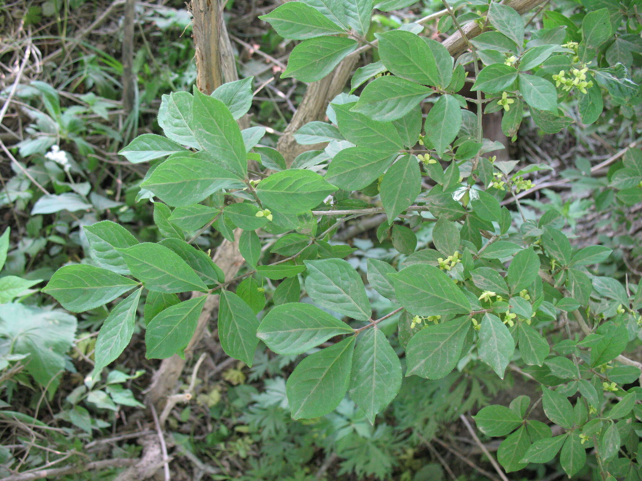 Image of Euonymus alatus subsp. sacrosancta (Koidz) Vorosh.