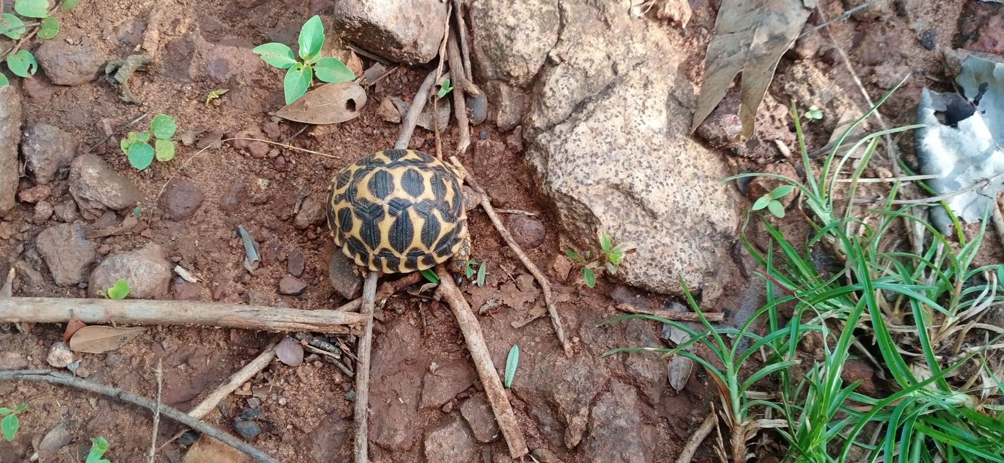 Imagem de Geochelone